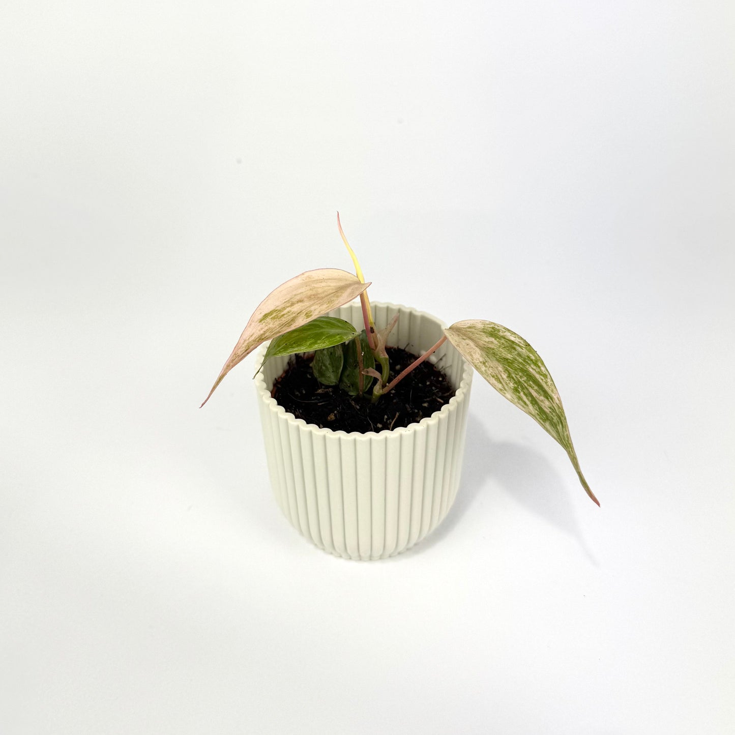 Philodendron Micans Marble Variegated 6cm Houseplant