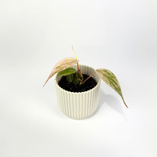 Philodendron Micans Marble Variegated 6cm Houseplant