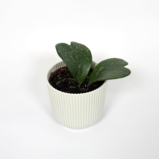Hoya Kerrii Splash 10.5cm Houseplant