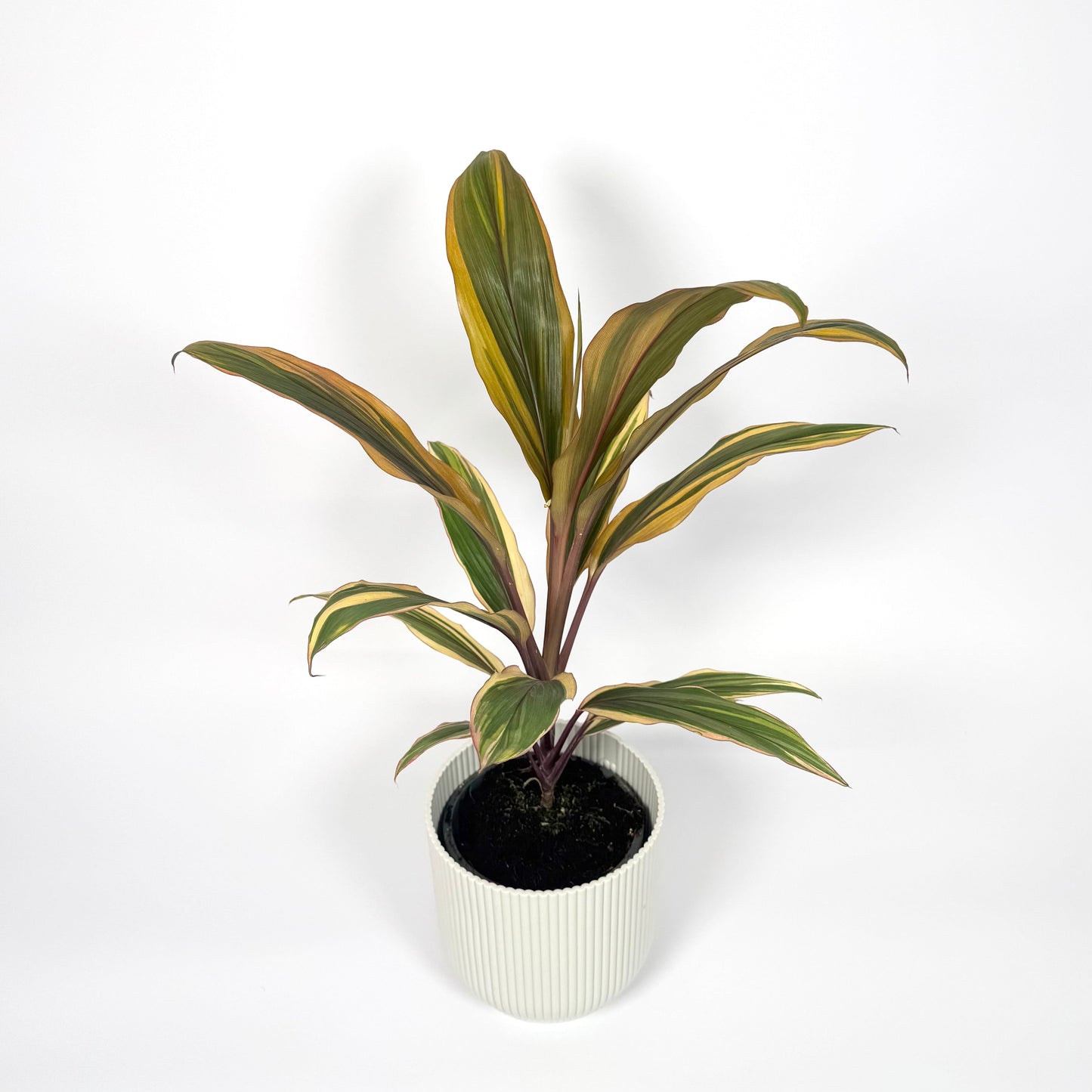 Cordyline Special Mix 12cm Houseplant