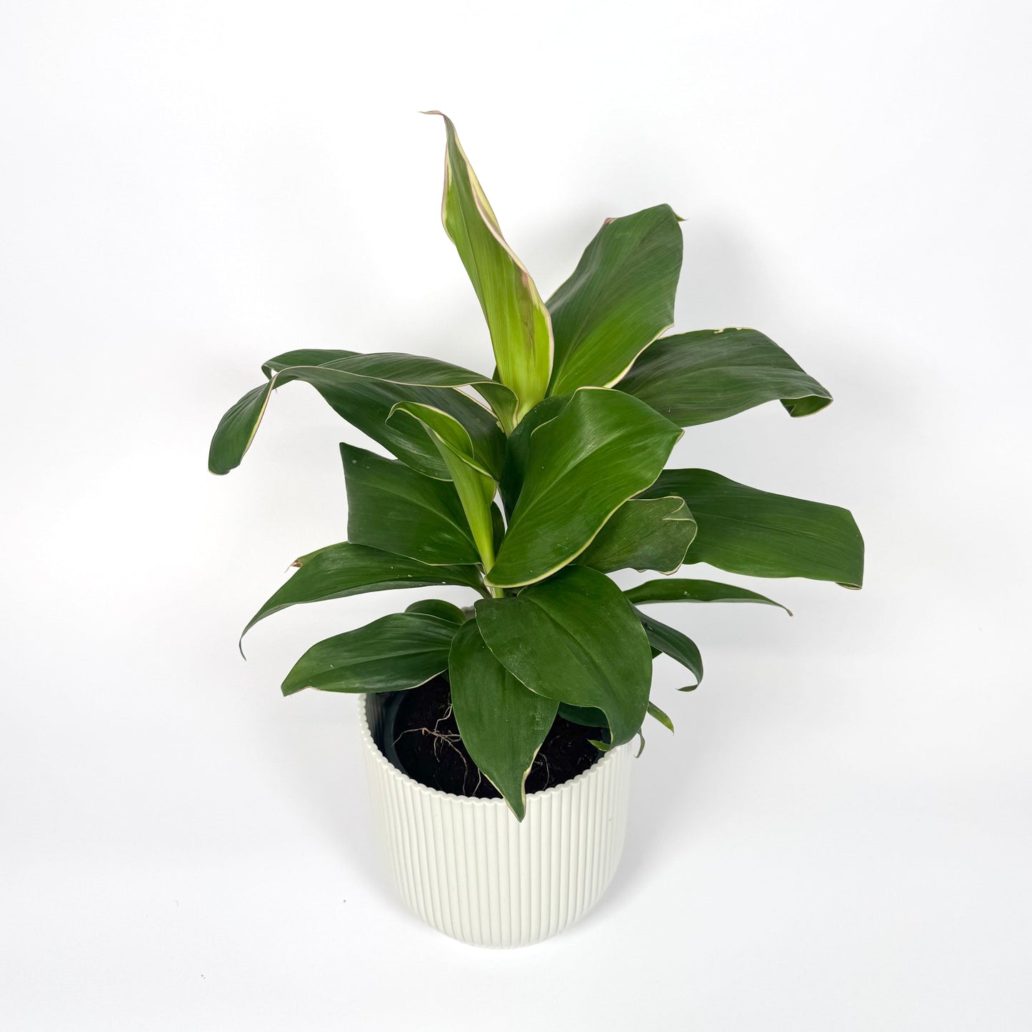 Cordyline Special Mix 12cm Houseplant