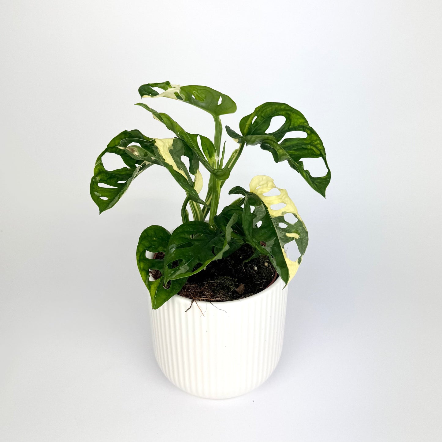 Monstera Adansonii Variegated 12cm Houseplant