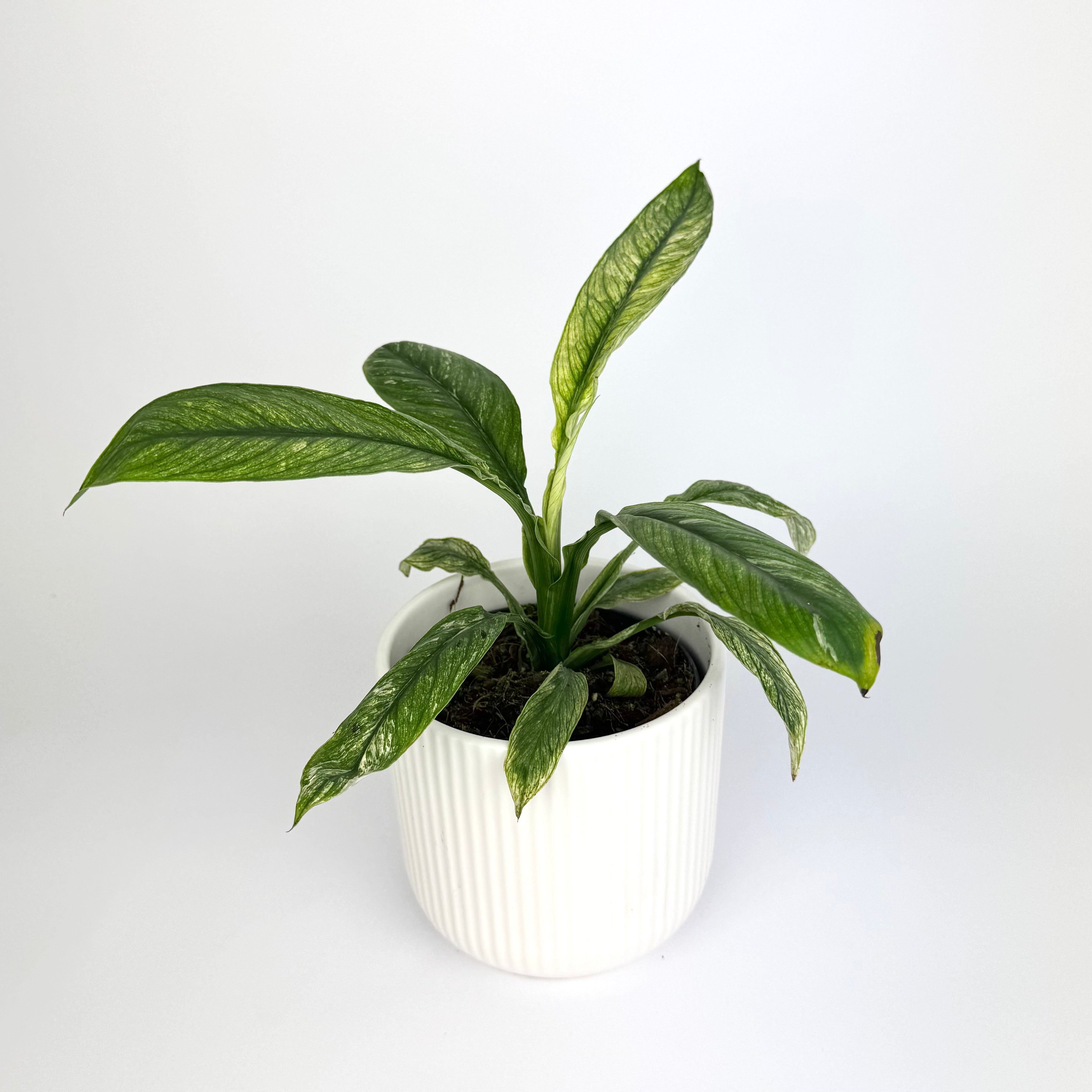 Houseplants for Healthy Indoor Spaces | Soil Ninja
