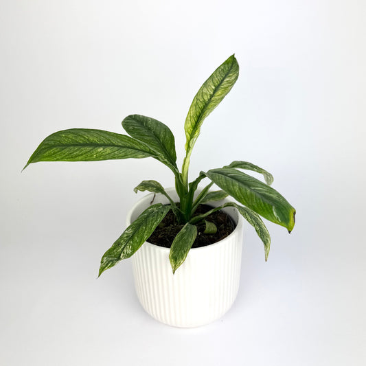 Spathiphyllum Sensation Variegated 10.5cm Houseplant