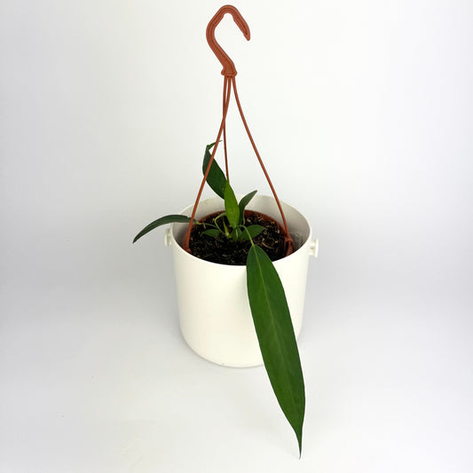 Anthurium Wendlingeri 14cm Houseplant