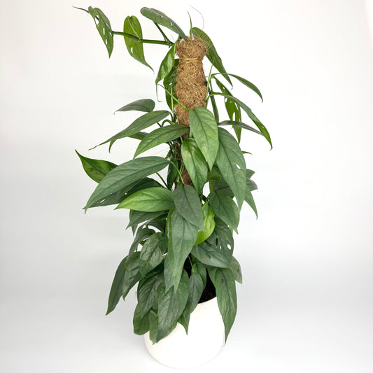 Epipremnum Cebe Blue 17cm Houseplant