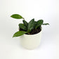 Hoya Crassipetiolata Splash 10.5cm Houseplant