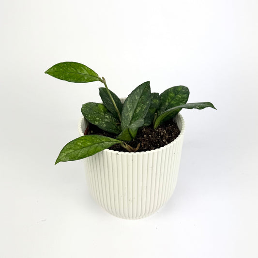Hoya Crassipetiolata Splash 10.5cm Houseplant