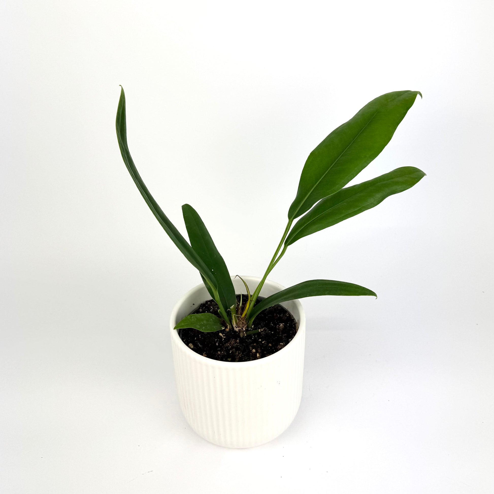 anthurium bakeri mature Anthurium Bakeri 12cm Houseplant – Soil Ninja