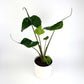 Alocasia Stingray 17cm Houseplant