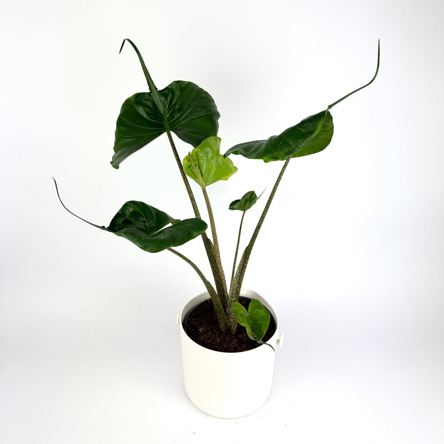 Alocasia Stingray 17cm Houseplant