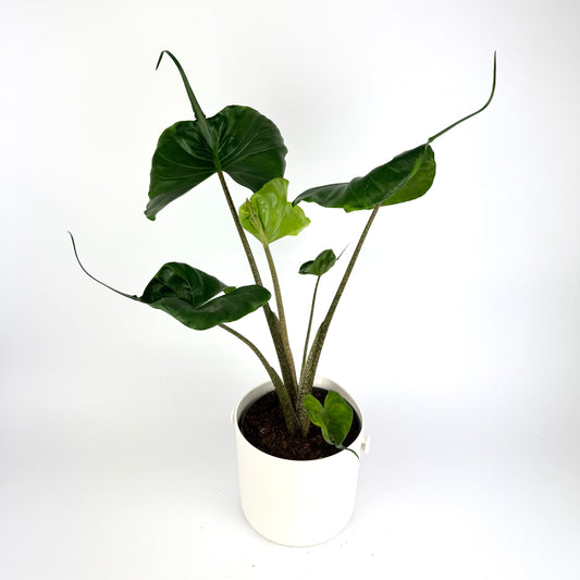 Alocasia Stingray 17cm Houseplant