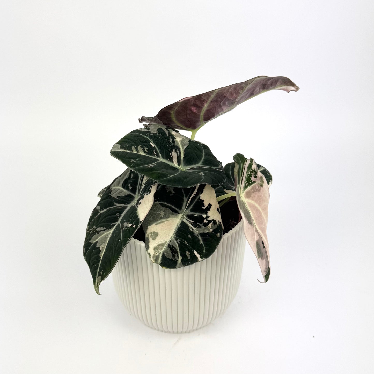 Alocasia Black Velvet Pink 12cm Houseplant