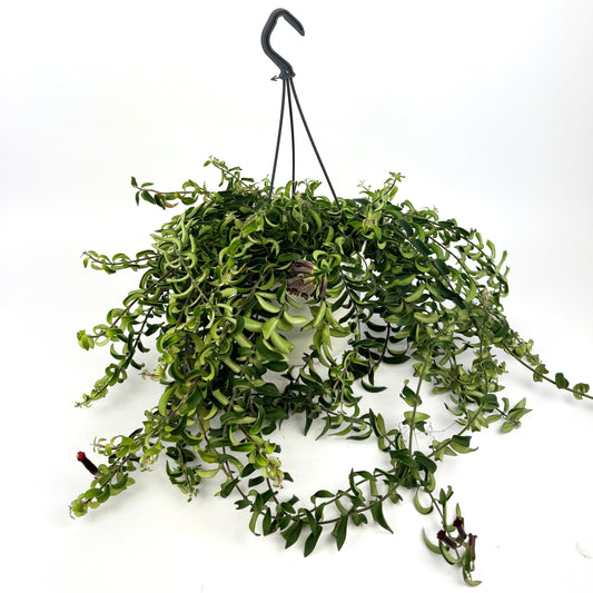 Aeschynanthus Twister 15cm Houseplant