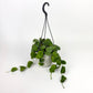 Dischidia Platyphylla 14cm Houseplant