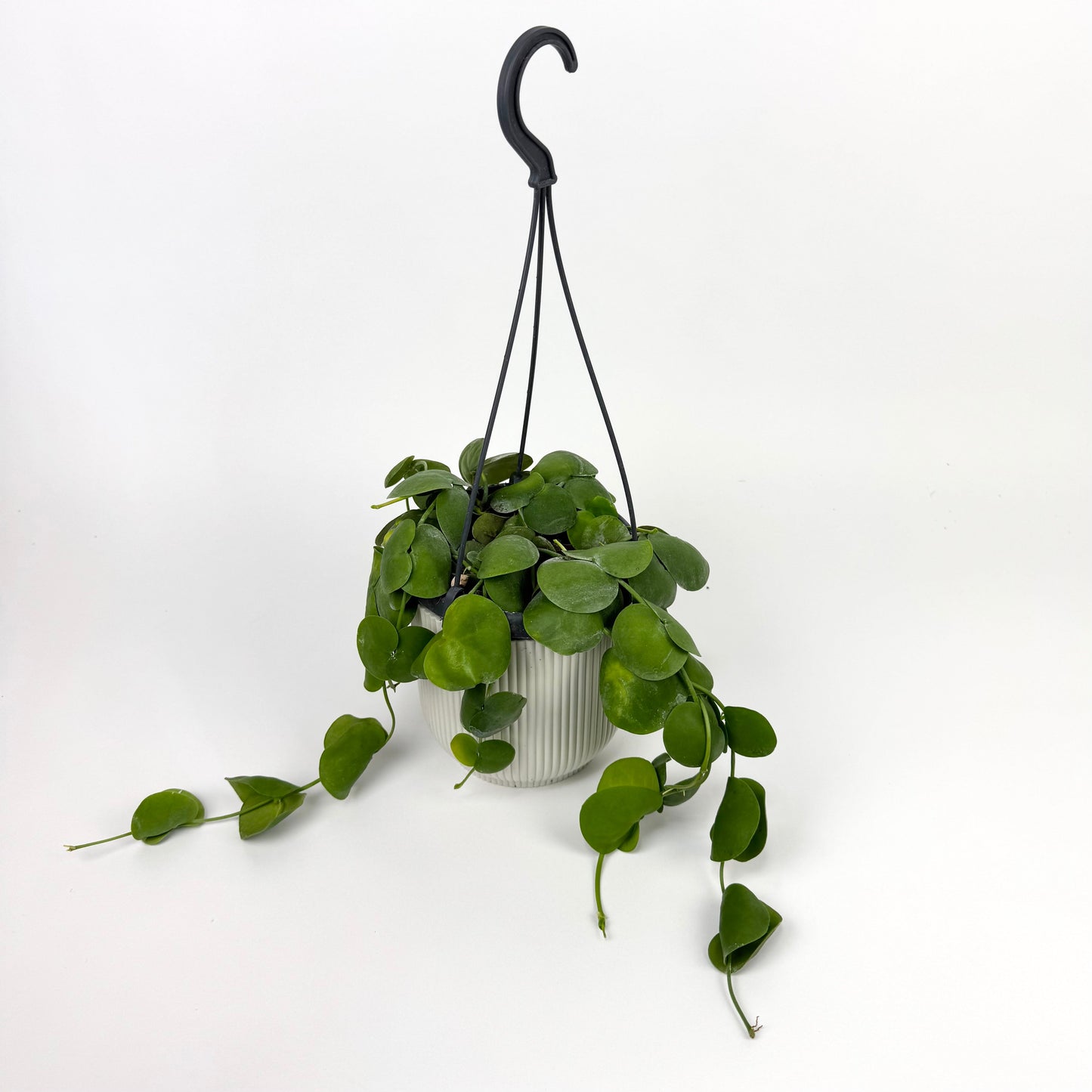 Dischidia Platyphylla 14cm Houseplant