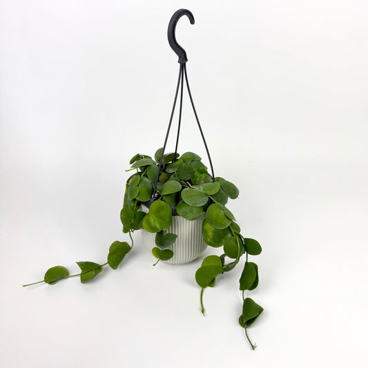 Dischidia Platyphylla 14cm Houseplant