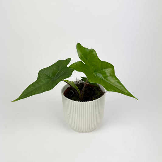 Alocasia Batwing 10.5cm Houseplant