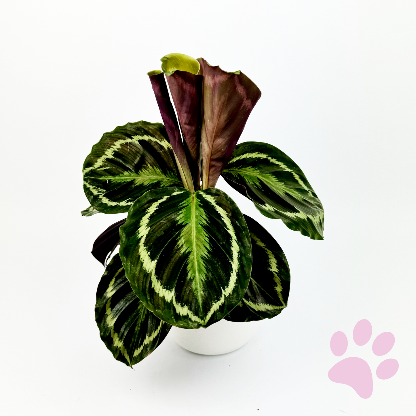Calathea Medallion 14cm Houseplant