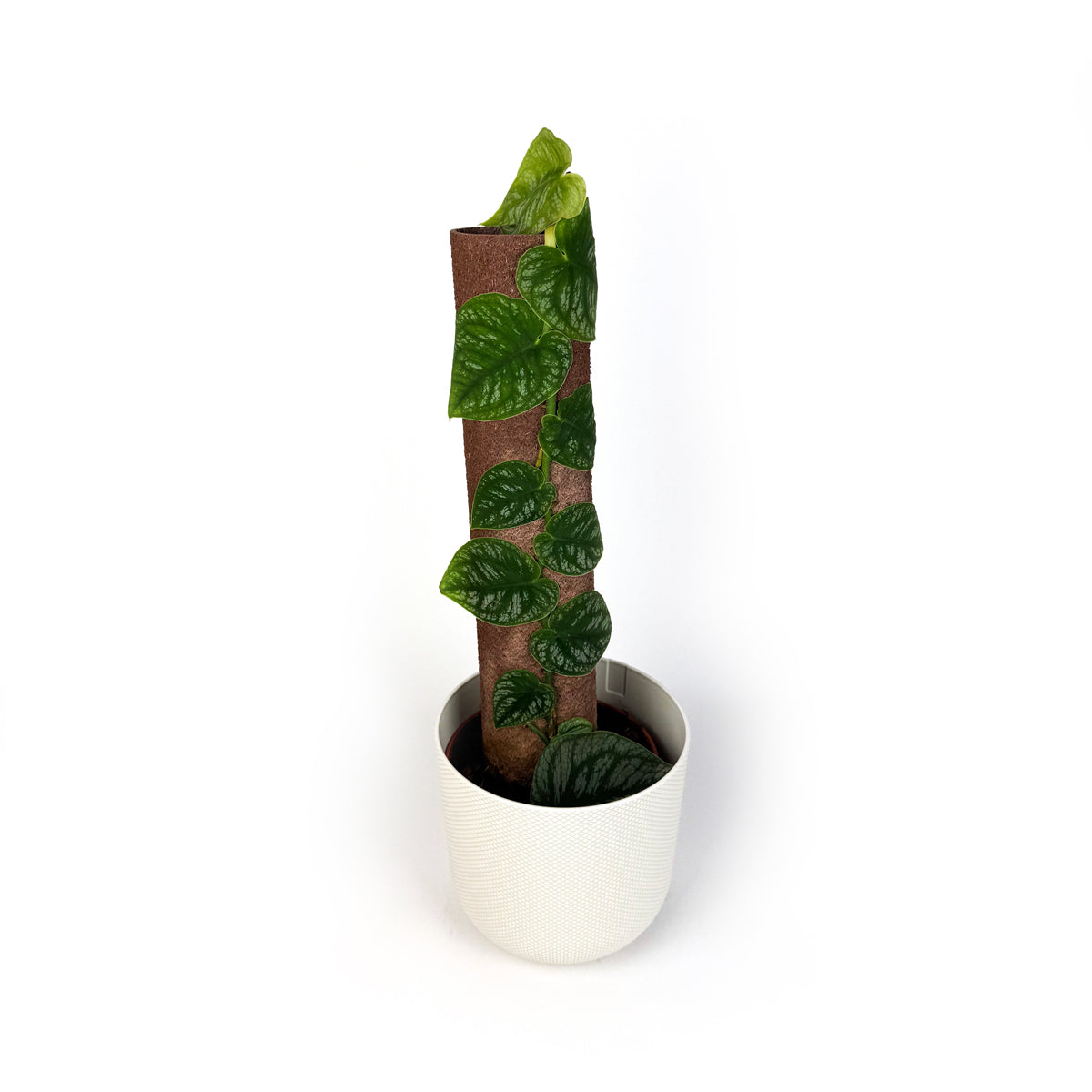 Monstera Dubia