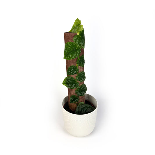 Monstera Dubia