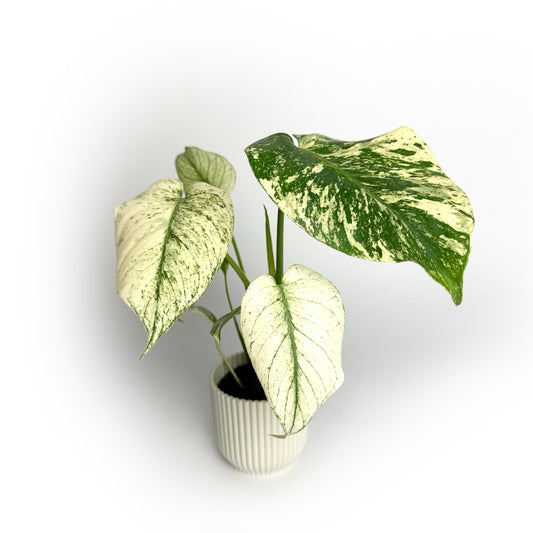 Monstera Deliciosa Mint Mini