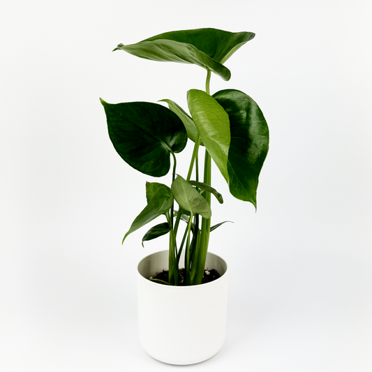 Monstera Deliciosa 12cm Houseplant