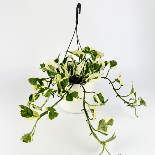 Pothos N'joy 17cm Houseplant