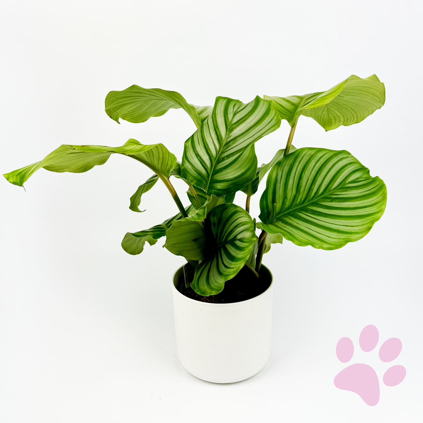Calathea Orbifolia 12cm Houseplant