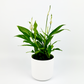 Peace Lily 13cm Houseplant