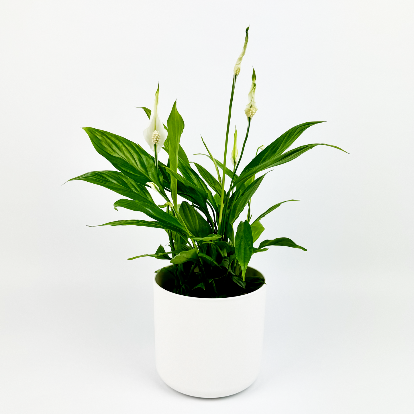 Peace Lily 13cm Houseplant