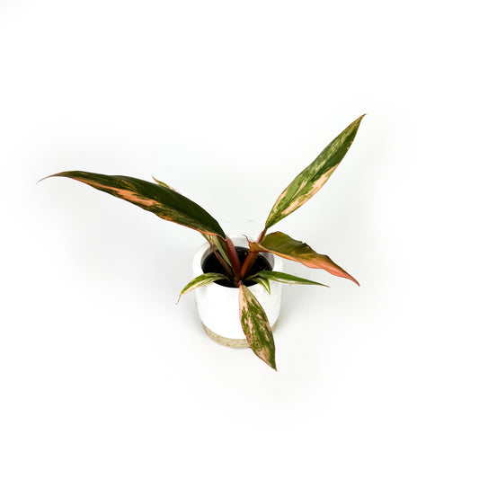 Philodendron Caramel Marble Mini