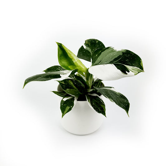 Philodendron White Wizard