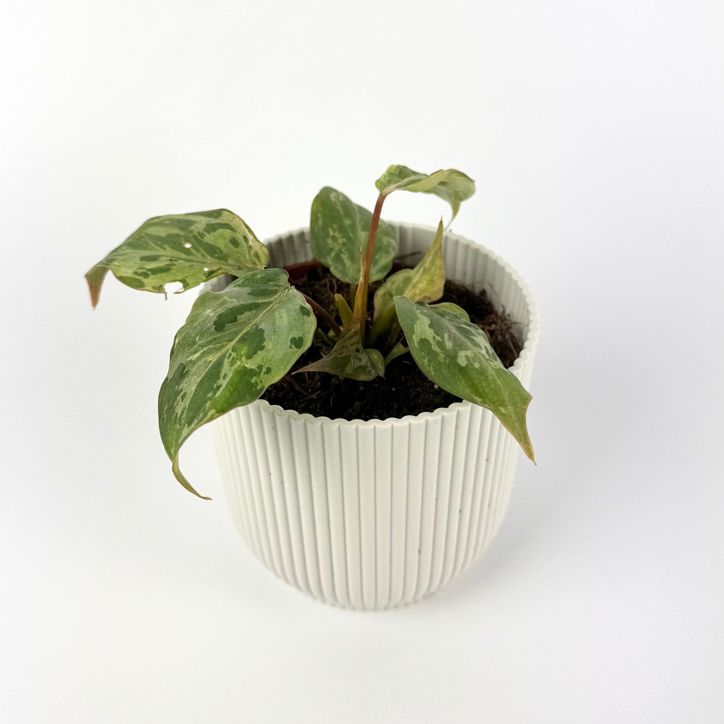 Philodendron Gloriosum Snow Leopard