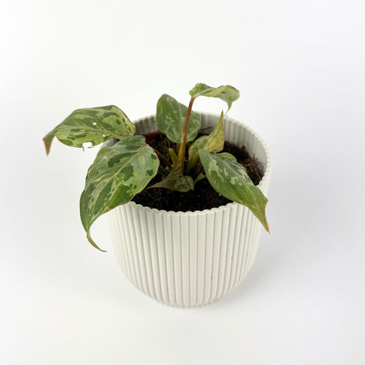 Philodendron Gloriosum Snow Leopard