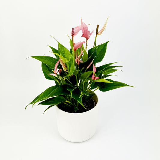 Pink Anthurium Lilli 12cm Houseplant