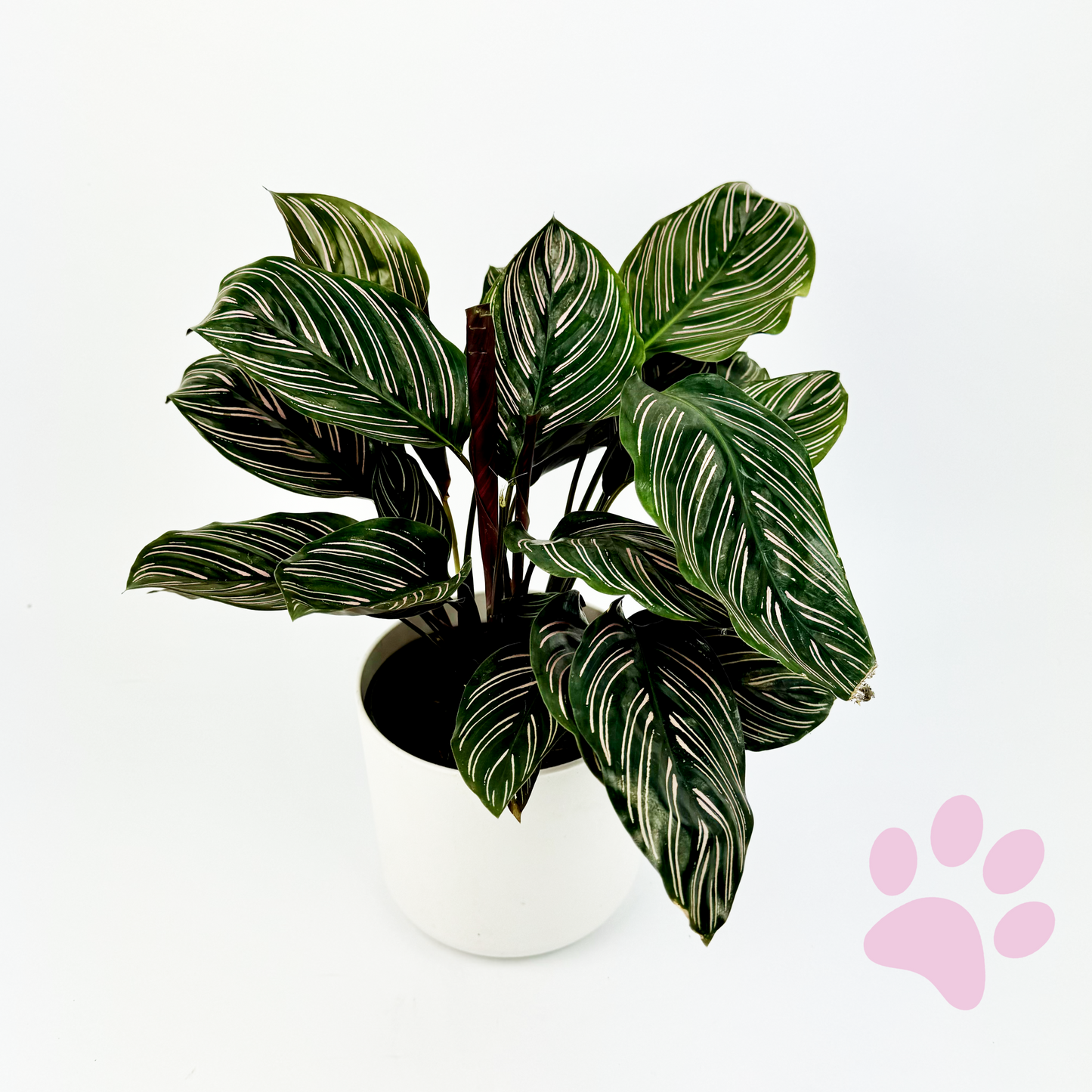 Calathea Pinstripe 14cm Houseplant