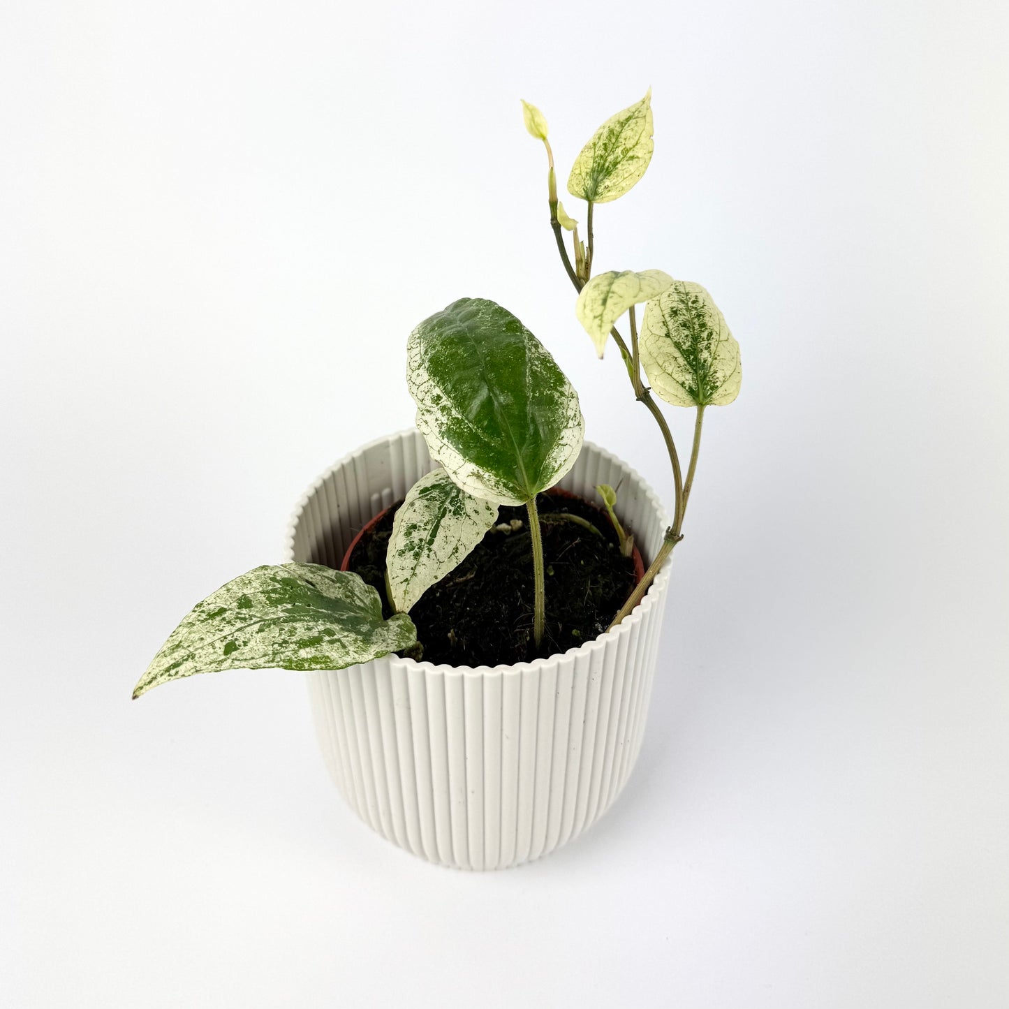 Piper Macropiper Variegata