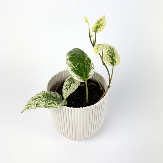 Piper Macropiper Variegata