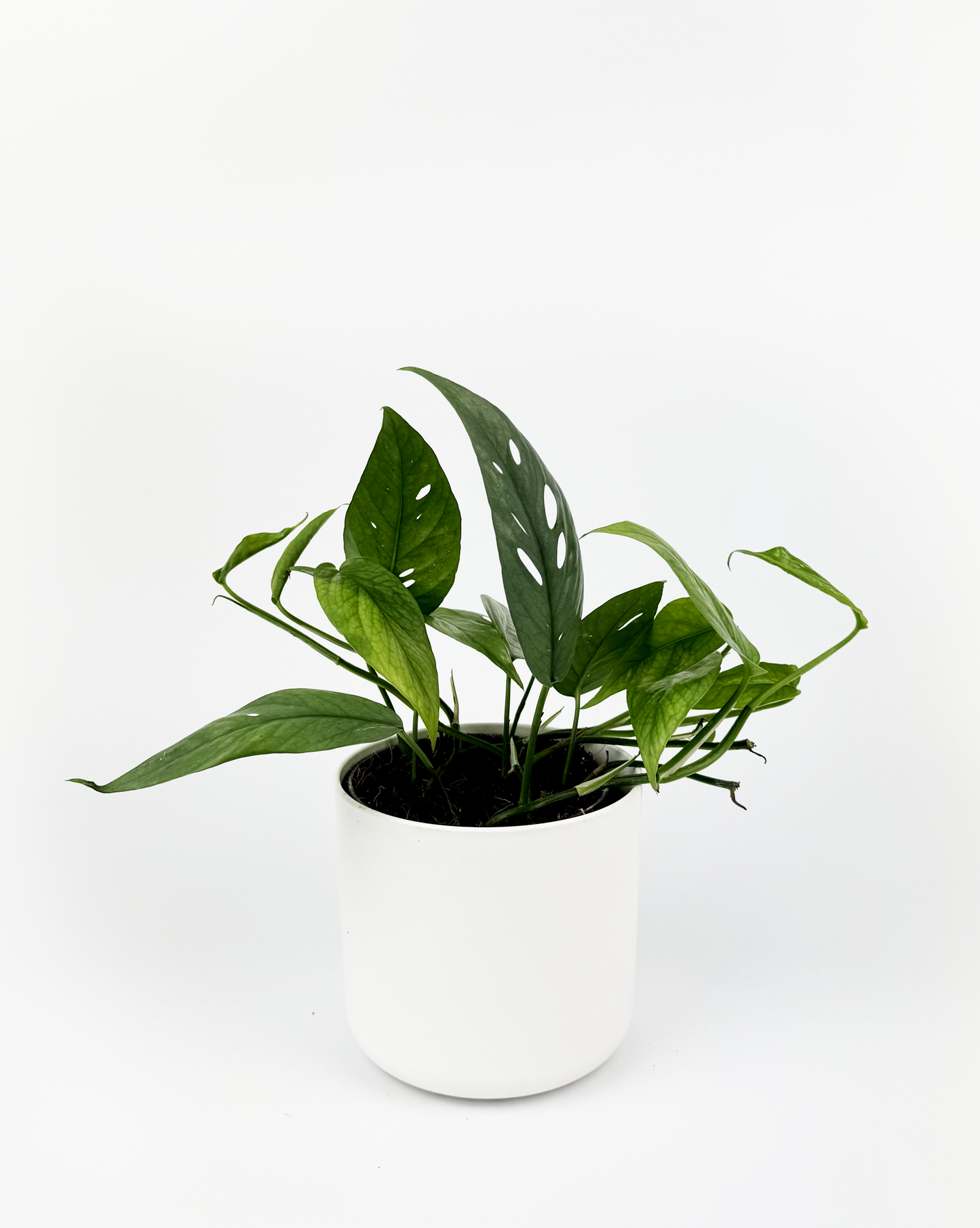 Blue Pothos 12cm Houseplant