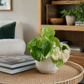 Begonia Rouge Variegated 12cm Houseplant