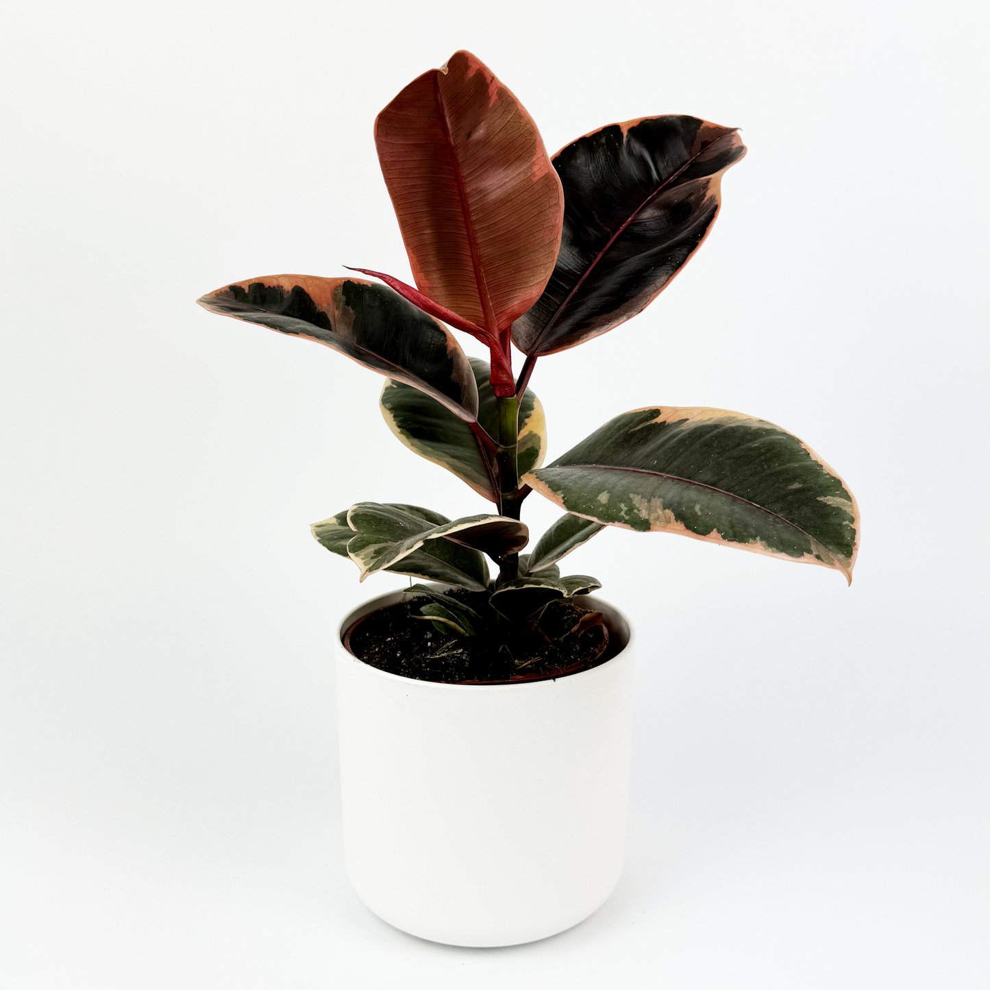 Rubber Belize 11cm Houseplant