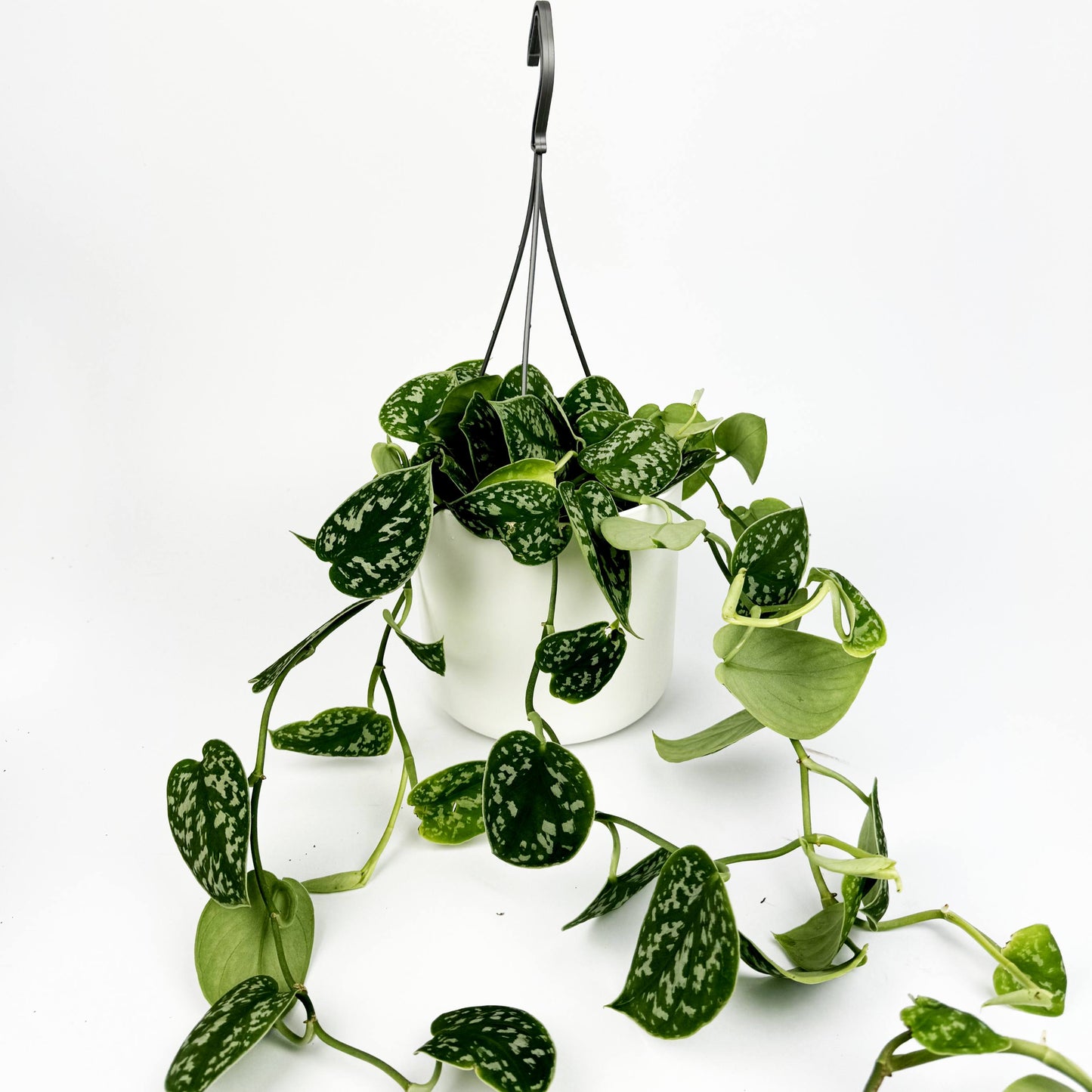 Satin Pothos