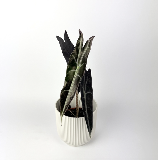Alocasia Longiloba Purple