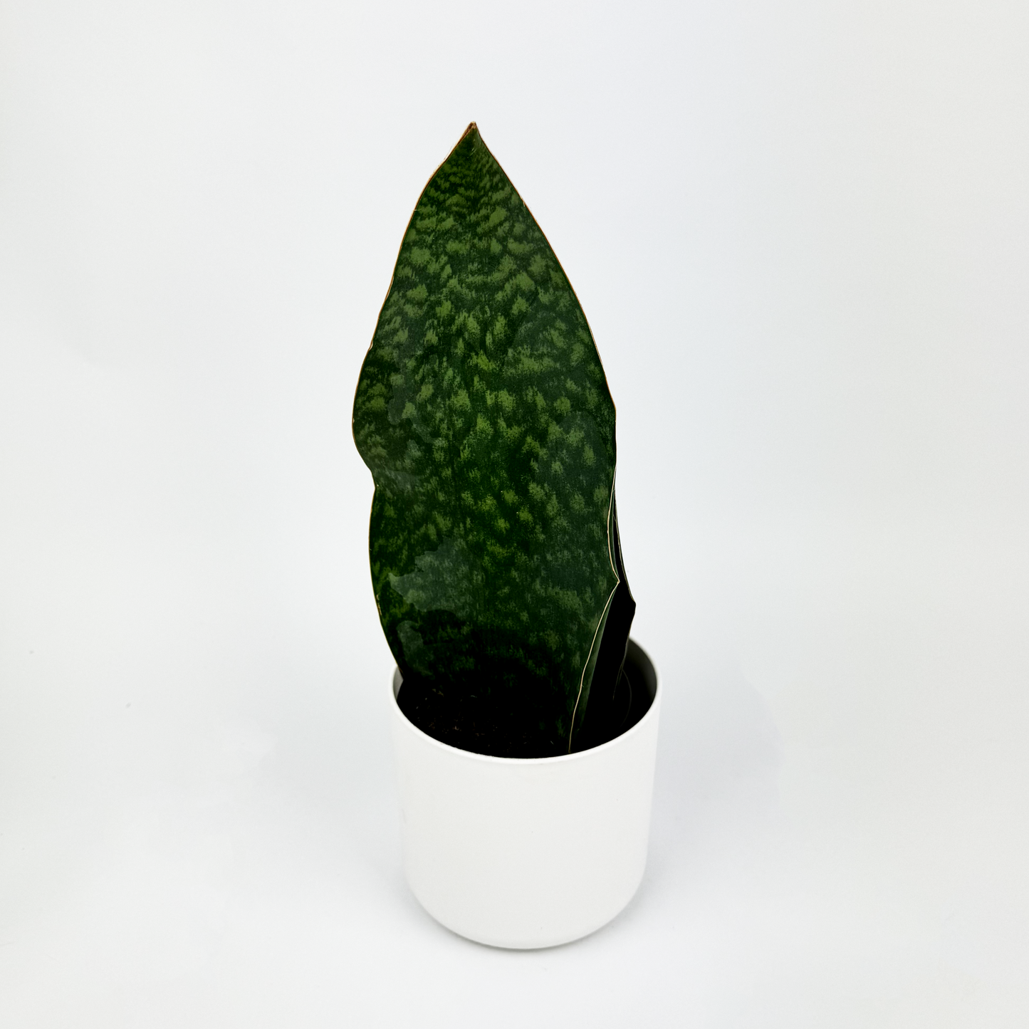Snake Whale Fin 10.5cm Houseplant