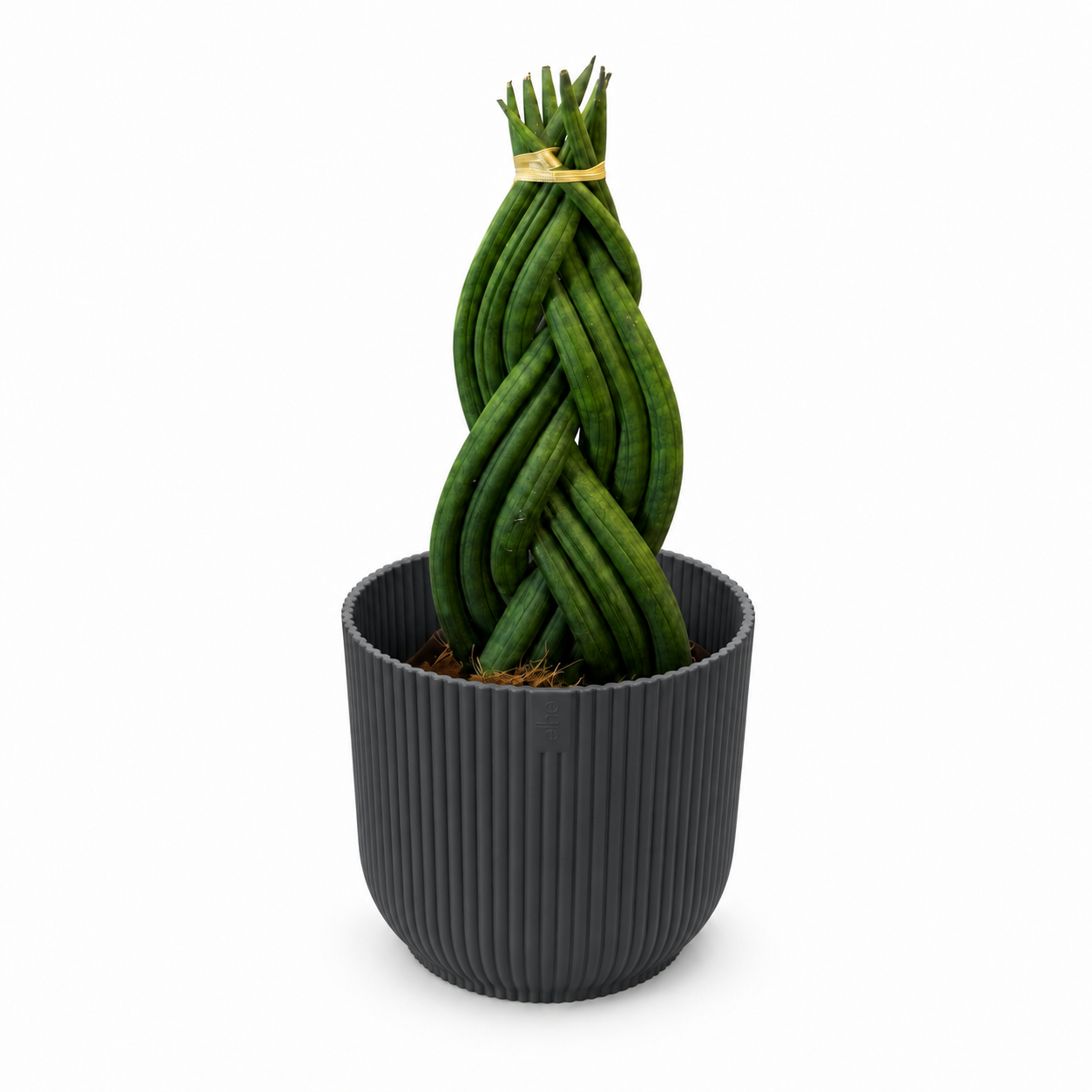 Sansevieria Braided 11cm Houseplant