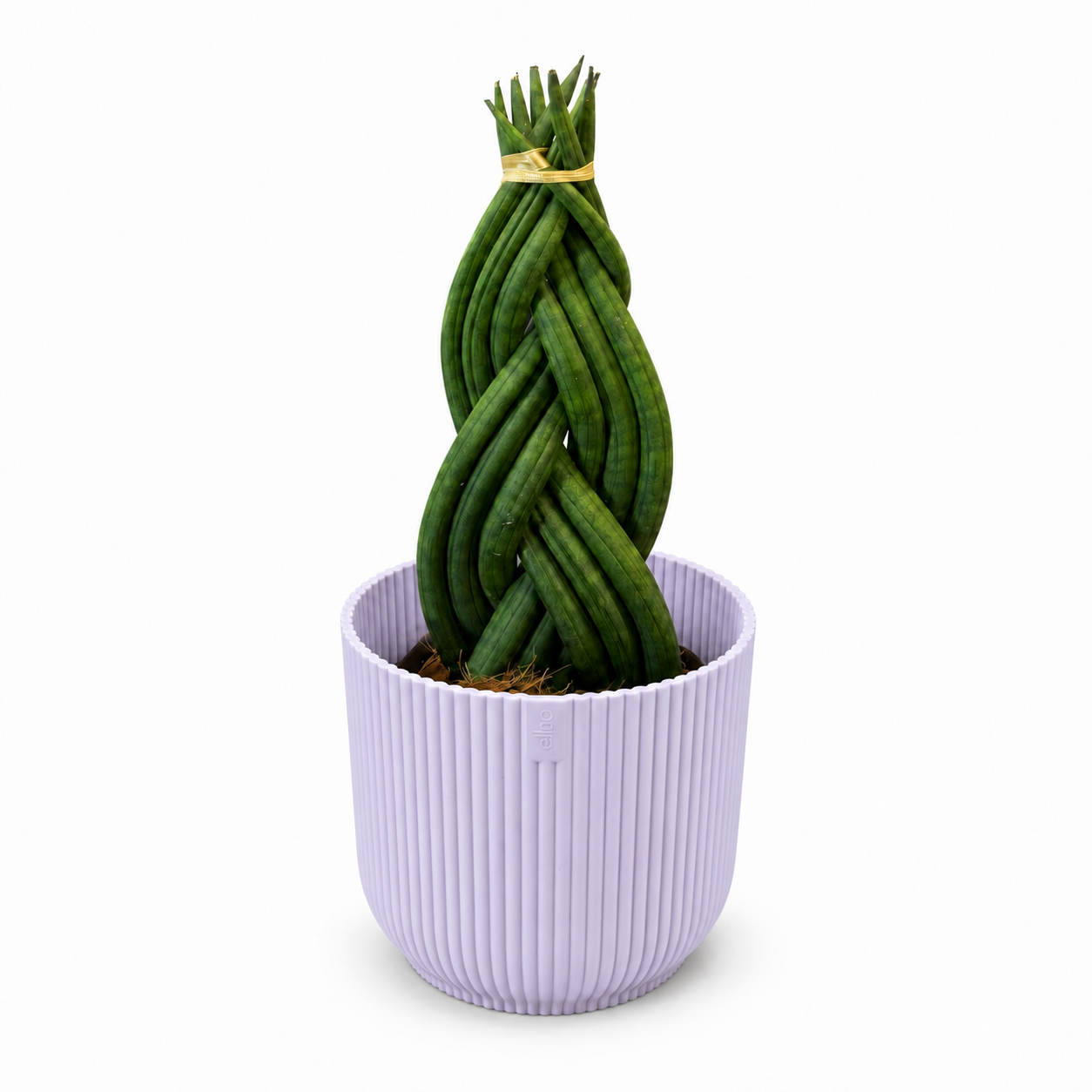 Sansevieria Braided 11cm Houseplant