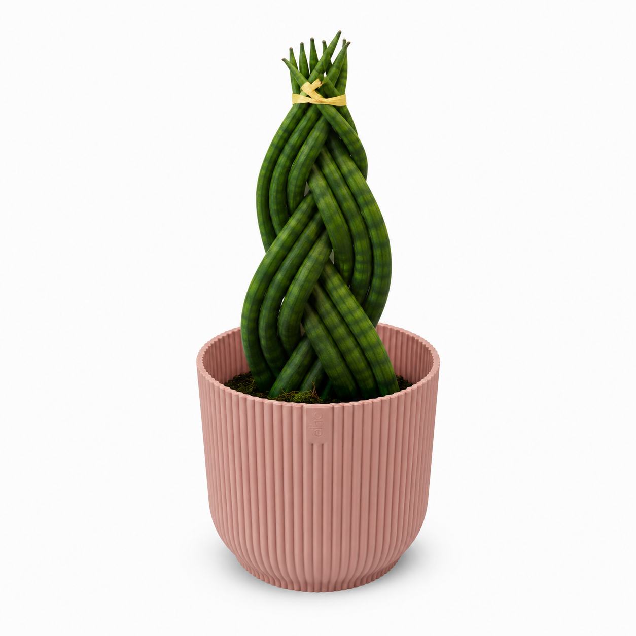 Sansevieria Braided 11cm Houseplant