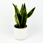 Snake Laurentii 14cm Houseplant