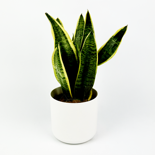 Snake Laurentii Houseplant 14cm